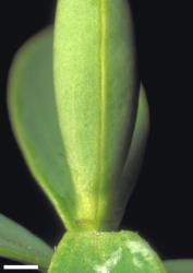 Veronica glaucophylla. Leaf bud with no sinus. Scale = 1 mm.
 Image: W.M. Malcolm © Te Papa CC-BY-NC 3.0 NZ